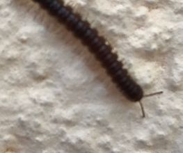 Green Pest Bild 6