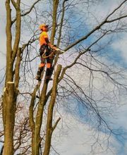 Wyland Baumpflege Bild 1