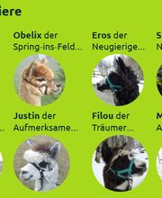 Alpaka Trekking Balmberg Tannenheim Bild 9