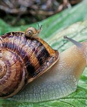 Helix Boutique de l'Escargot image 2