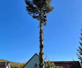 Gartenpflege & Landschaftspflege Sommer Bild 4