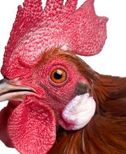 SAZ ANCHUELO PIENSOS imagen 1