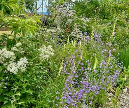 Wildblumendienst Bild 7