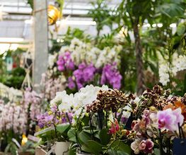 Garten-Center Spiering GmbH Wesel Bild 70