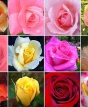 Floristería Lislore imagen 14