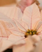 Gärtnerei Allemann GmbH Bild 13