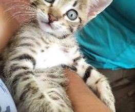CATROGATOS imagen 3