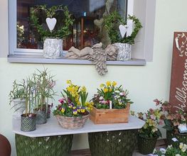 Blumen und Pflanzen Bild 2