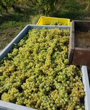 Clos des Cantons Bild 11