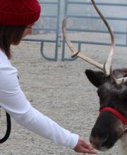 Whitetail Acres Nursery, Landscaping, and Reindeer Farm image 12