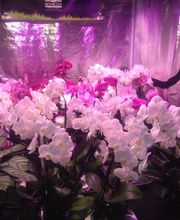 Toukipouss Growshop CBD shop image 16