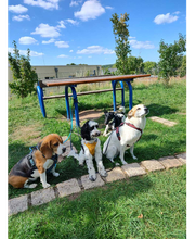 Wuff-Ontour Hundetraining & Gassi-Service Bild 9