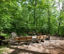 FriedWald Elm Bild 9