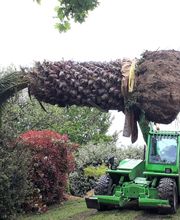 Palmiers Prestige image 11