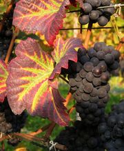 Weingut Jürg & Daniela Bild 6