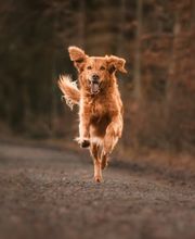 Hundeschule Schussenpfoten Bild 2