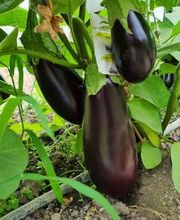 Marché Balmer Bild 14