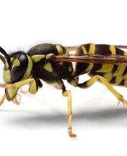 Control de Plagas Cejudo imagen 3