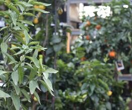 Intratuin Nuenen afbeelding 9