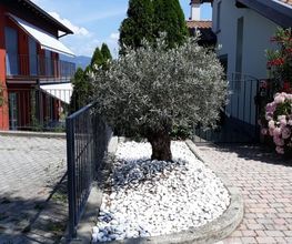 TICINO SPECIAL GARDEN SAGL Bild 2