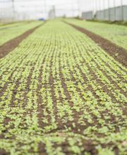 Gallery Professionale