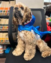 Town & Country Veterinary Clinic image 12