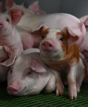 DanBred France SARL image 3