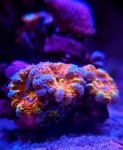Aqua-Matrix Corals GmbH Bild 7