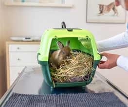 Tierarzt Eckernförde, Tierarztpraxis Heldt Bild 13