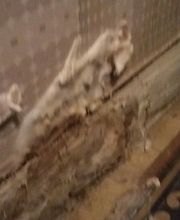 P2H Préservation Hygiène Habitat image 5