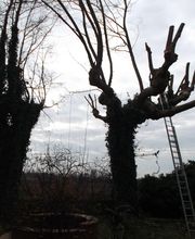 Montalon Damien image 2