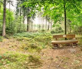 FriedWald Bramsche Bild 15