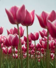 Zwettulips afbeelding 2