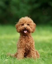 Reinado Canino imagen 19