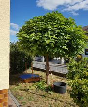 Schäfer Haus- und Gartenservice Bild 2