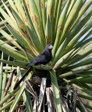Alamo Inn B&B, Gear & Tours image 12