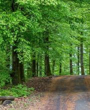 FriedWald Bad Laasphe Bild 7