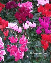 Jardinerie Villaverde image 11