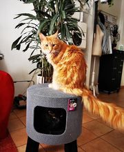 Halle aux Croquettes Labatut image 6