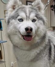 Mon Chien C'est Quelqu'un image 12