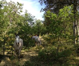 Les Ecuries D'aurabelle image 1