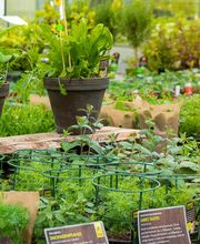 Blumen Brügger Bild 6