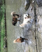 Lucky-Pets-Munich Bild 2