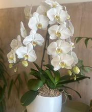 Les Fleurs de Cuers image 3