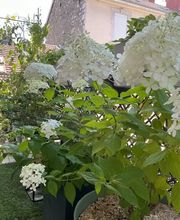 Au détour d'un jardin image 3