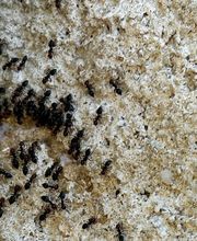 Dérat Guêpe 26 image 13