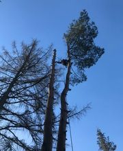 TC-Gartenbau Bild 14