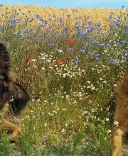 Ronny Görtz Hundeschule Bild 2