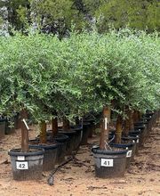 Valerie Maille image 6