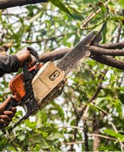 PAUL Elagage image 5